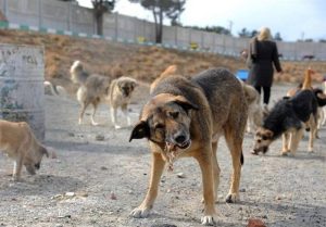 ۱۵۰ سگ بدون صاحب از سطح نصیرشهر جمع آوری شد